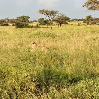 tourhub | Beach and Safari Holidays | The Ultimate Serengeti Experience 