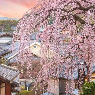 tourhub | On The Go Tours | Japan in Bloom - 14 days 