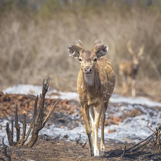 tourhub | Agora Voyages | Bangalore To Mysore & Bandipur National Park 