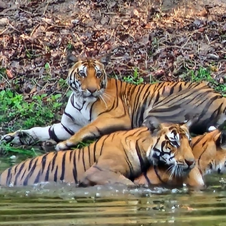 tourhub | Alkof Holidays | India Wildlife Safari - Asiatic Lions with the Bengal Tigers 