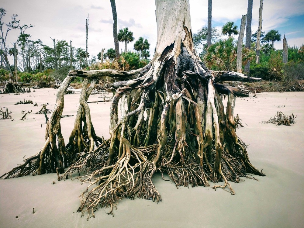 Daufuskie Island Beach Combing