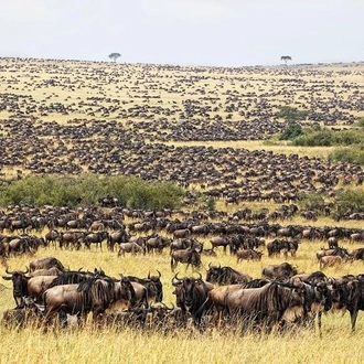 tourhub | Gracepatt Ecotours Kenya | 4 Days Masai Mara Lodge Safari on 4x4 Land Cruiser Jeep 