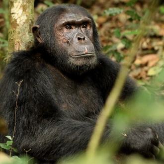 tourhub | Ganyana Safaris | 7 Days Gorilla, Chimp and Wildlife Safari 