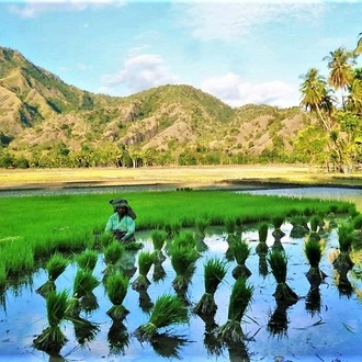 tourhub | Undiscovered Destinations | East Timor Discovery 