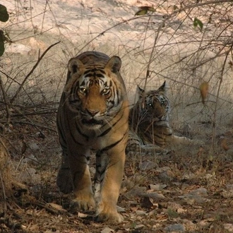 tourhub | Agora Voyages | Central India Discovery: Golden Triangle & Tiger Safari Expedition 