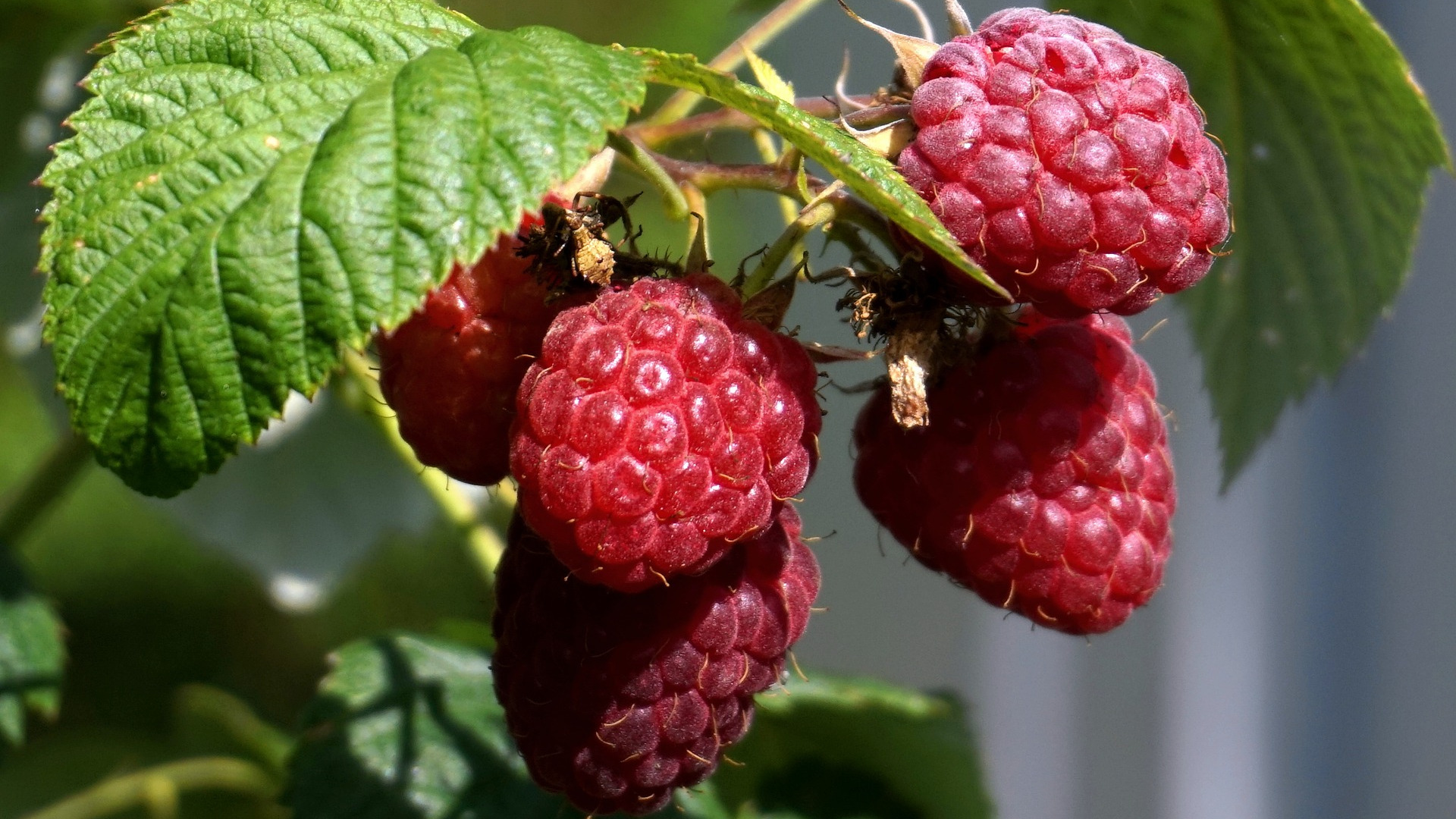 Représentation de la formation : Se diversifier en fraises et petits fruits bio