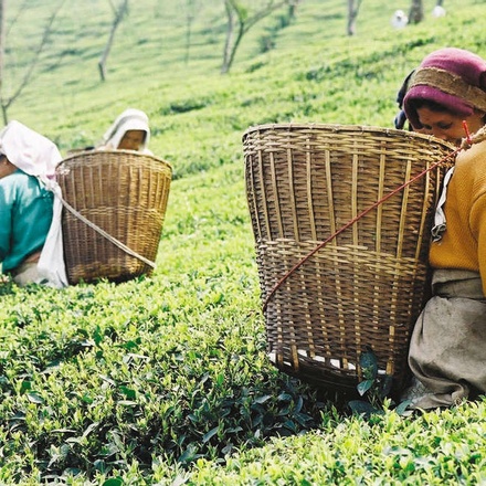 Tea picking, Sikkin