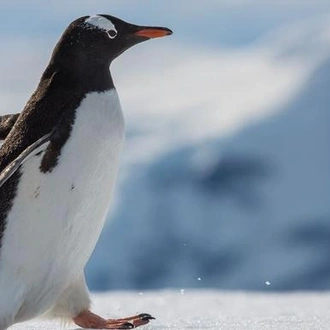 tourhub | G Adventures | Falklands, South Georgia & Antarctica 