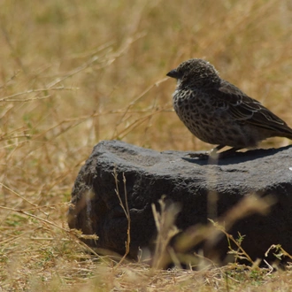 tourhub | Widerange African Safaris | 6 Days Calving Season Serengeti migration Safari private Safari 