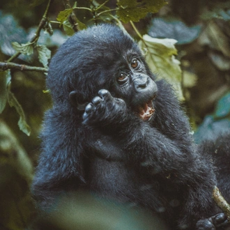 tourhub | GoExplore Safaris | Ultimate Gorilla Trekking Safari 