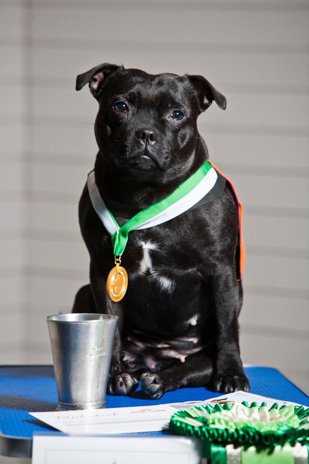 Årets sociala tjänstehund 2020 heter Cocos. . Foto: Patrik Bergenstav