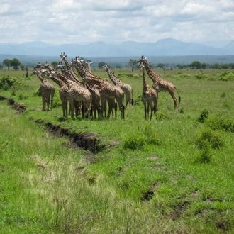 tourhub | Spider Tours And Safaris | 6 Days Luxury Lodge Safari 