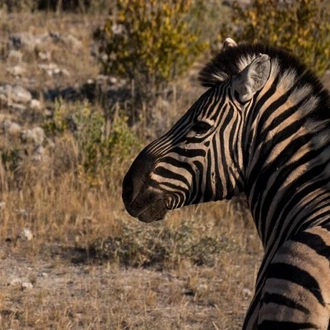 tourhub | Chameleon Safaris Namibia | 12 Day Classic Namibia 