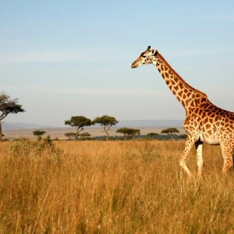 tourhub | ARP Travel Group | Kenya Classic, Sopa Lodges - Private Tour 