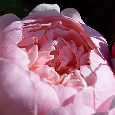 Rose in Alnwick Gardens