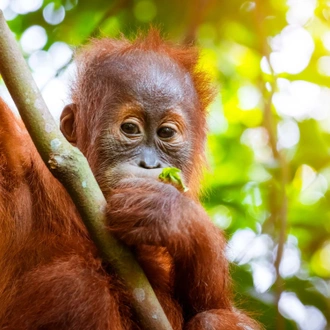 tourhub | Discover Sumatra | 8 days group tour in North-Sumatra 