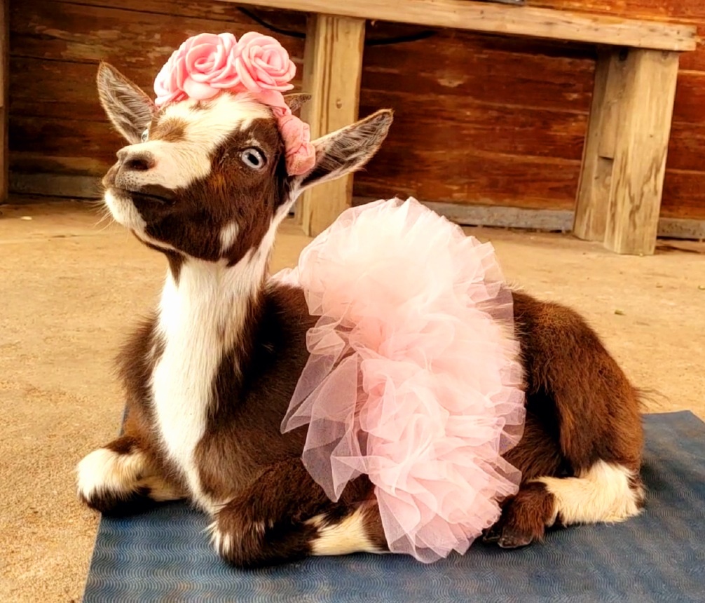 Thumbnail image for Goat Yoga with Adorable Baby Goats and Mimosas