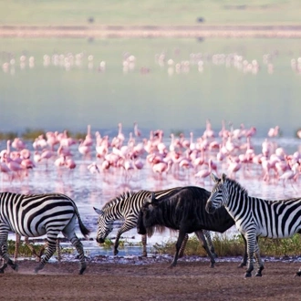 tourhub | Intrepid Travel | Serengeti & Ngorongoro Safari 