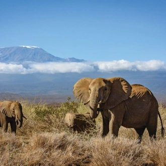 tourhub | Intrepid Travel | Kilimanjaro & Serengeti Adventure 