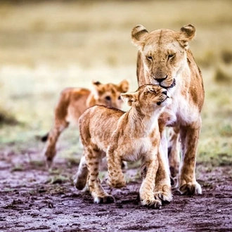 tourhub | Alaitol Safari | The Great Migration Safari 