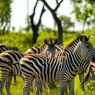 tourhub | Bamba Travel | Kruger, Eswatini & Lesotho Safari 14D/13N 