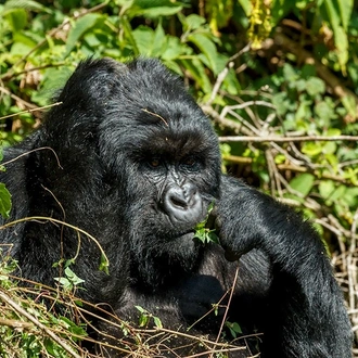 tourhub | Ecovic Tours and Travel Uganda | 9-Days Uganda Wildlife & Primates Safari 