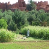 Below the Jews Oasis, Distant View [2] (Tioute, Morocco, 2010)