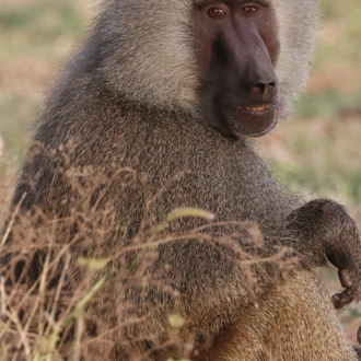 tourhub | Armaye Ethiopia Tours | Ethiopian Unique Wildlife  Safari 