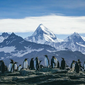 tourhub | Intrepid Travel | South Georgia and Antarctic Peninsula: Penguin Safari  