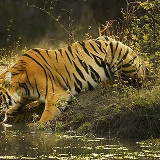 tourhub | Panda Experiences | Bandhavgarh Tour with Taj Mahal 