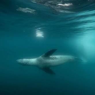 tourhub | Intrepid Travel | Best of Antarctica: Pristine Wilderness (Ocean Endeavour) 