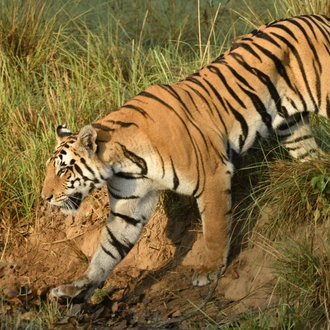 tourhub | Exodus Adventure Travels | India Tiger Safari 