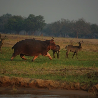 tourhub | Bundu Safaris Ltd | Liuwa - Exploring Zambia's Wilderness 