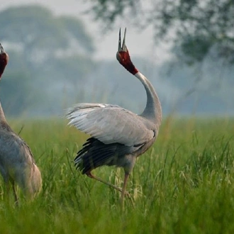 tourhub | Sami Travel Agra | Golden Triangle Tour with Bharatpur 5 Days/4 Nights 