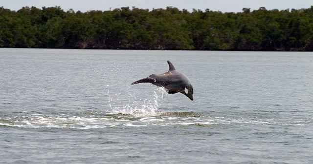 Everglades National Park 2 Hour Birding, Dolphin, and Wildlife Boat Tour