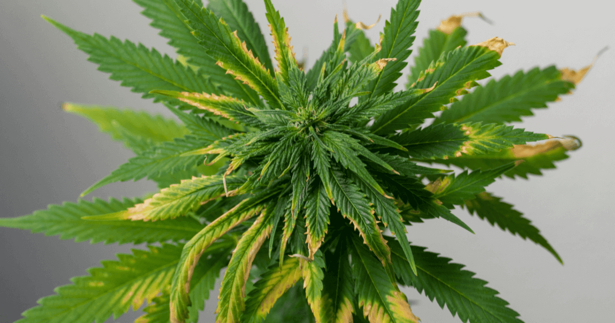 Manganese Deficiency In Cannabis