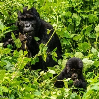 tourhub | Verdoro Safaris | Gorilla Habituation Uganda Safari 