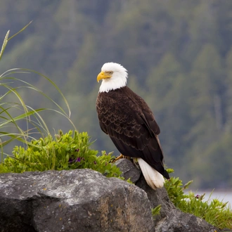 tourhub | Exodus Adventure Travels | Whales & Bears of British Columbia 