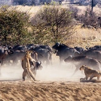 tourhub | Alaitol Safari | The Ultimate Migration Safari 