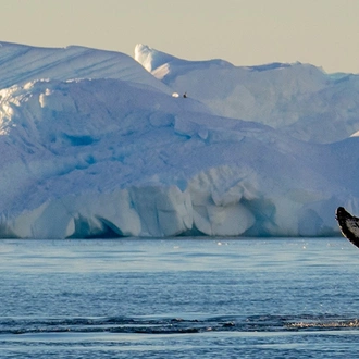 tourhub | Intrepid Travel | Best of Antarctica: Whale Discovery (Ocean Endeavour)  