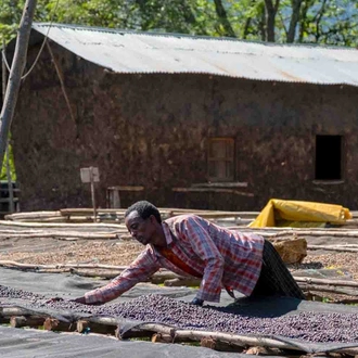 tourhub | YellowWood Adventures | Journey through the Origins of Ethiopian Coffee 