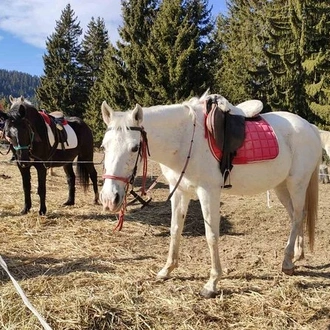 tourhub | Visit Bulgaria On | Private Teteven Horse Riding Experience from Sofia with Overnight 