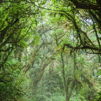 tourhub | Destination Services Costa Rica | Mystic Forests of Costa Rica 