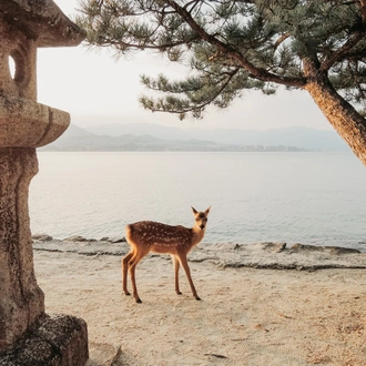 tourhub | Culture Trip | Japan by Train: The Grand Tour 