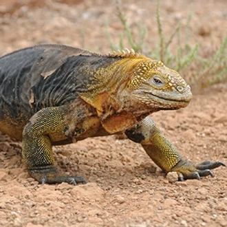 tourhub | Globus | Independent Galapagos cruise aboard the Galápagos Legend with Ecuador's Amazon & Peru 