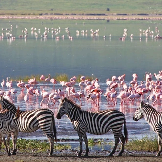 tourhub | Explore! | Serengeti Wildlife Experience 