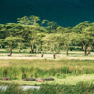 tourhub | Alaitol Safari | Great Migration Grumeti River 