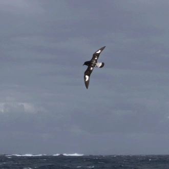 tourhub | Heritage Expeditions | Birding Down Under 