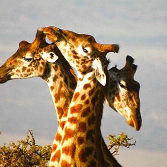 tourhub | Encounters Travel | Kenya Family Safari tour 