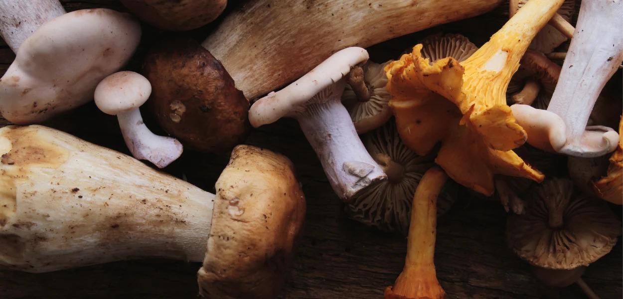 Do Adaptogenic Mushrooms Actually Work? | Buy Psilocybin Magic Mushroom Online Canada